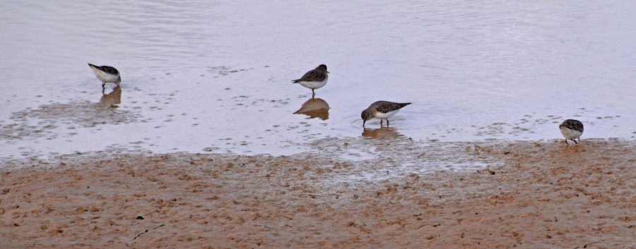 Kleine en Temmincks strandloper