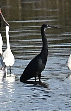 Egretta gularis - Western Reef-Egret