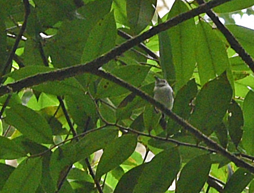 Short-tailed Pygmee-Tyrant