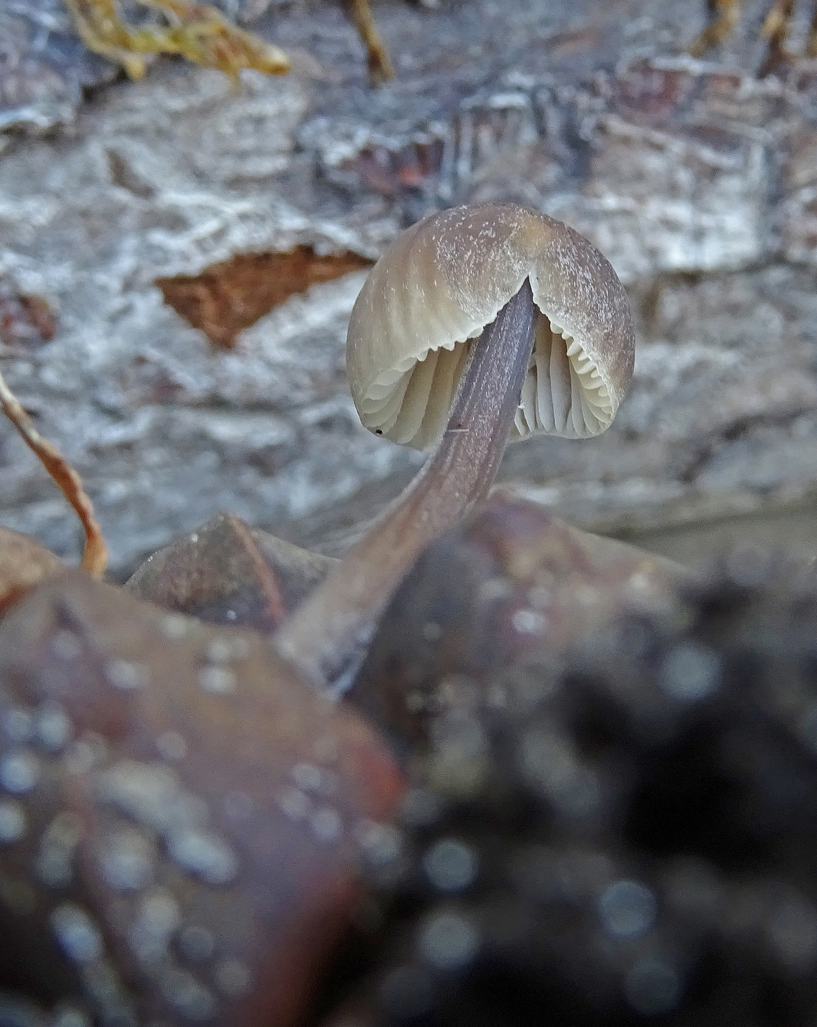 Zeedenmycena