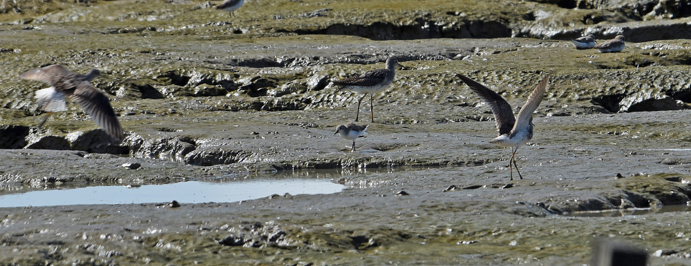 Greater Yellowlegs