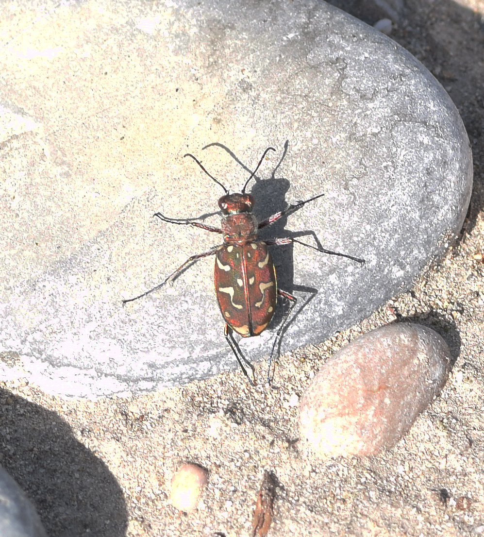 Lophyra flexuosa