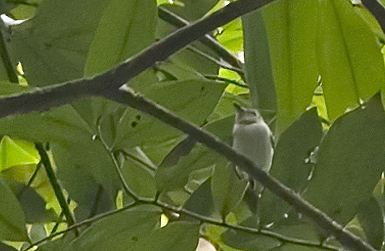 Short-tailed Pygmee-Tyrant