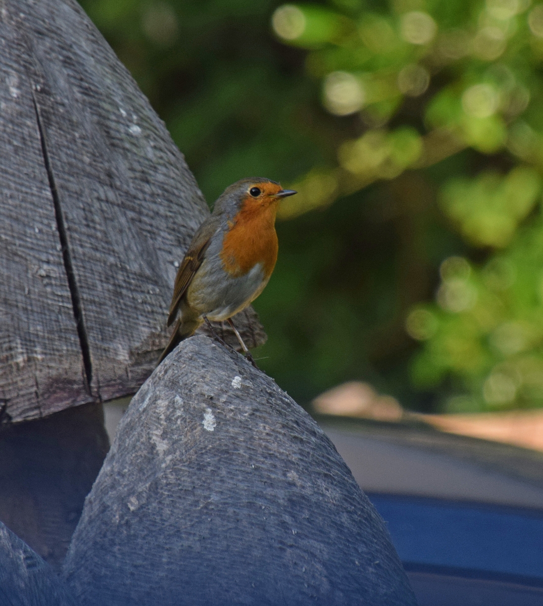 Roodborst