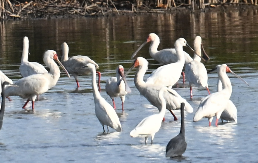 Platalea alba - African Spoonbill