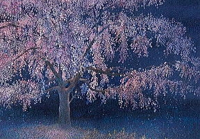 夜桜