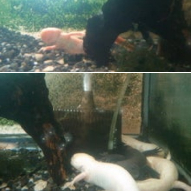 ウーパールーパー成体 (陸化、上陸、変態) の飼育 - 【淡水魚