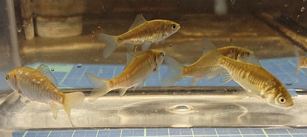 金魚 - 【淡水魚販売】東北淡水魚のホームページ 金魚 - 【淡水魚販売】東北淡水魚のホームページ