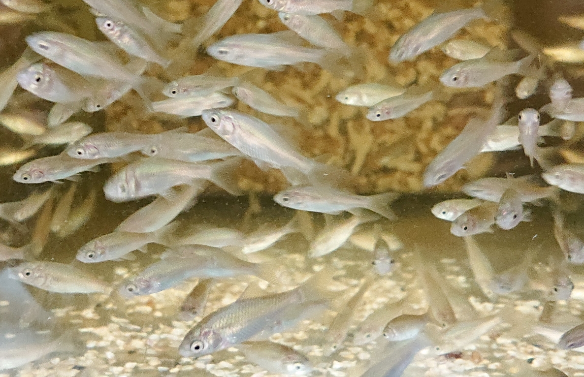 【早い者勝ち】アルビノ鮒(ベビー)20匹 シシバナヘビ ⁄ アルビノ♂② - Hachural-Life