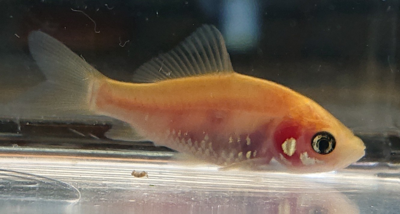 淡水魚 日本淡水魚 川魚 等 淡水魚販売 東北淡水魚のホームページ