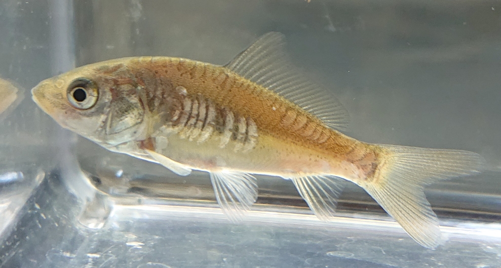 淡水魚(日本淡水魚、川魚)等 - 【淡水魚販売】東北淡水魚のホームページ 淡水魚(日本淡水魚、川魚)等 - 【淡水魚販売】東北淡水魚のホームページ