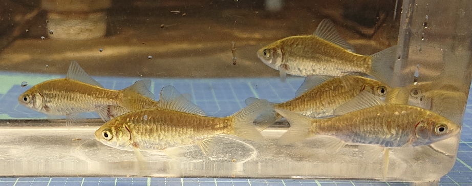 鏡鱗系乱鱗フナ型(鏡鱗金魚×キンブナ) 3匹 ¥4500(税込¥4950)
