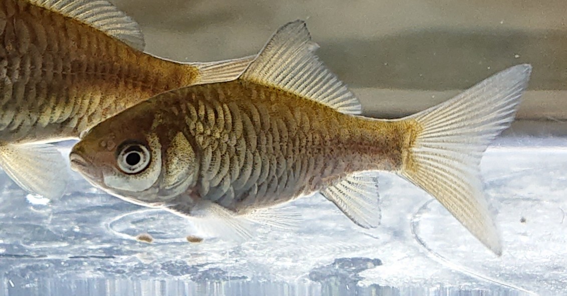 鏡鱗金魚(カガミ鱗系乱れ鱗)石垣鱗 1匹¥1500(税込¥1650) 3匹¥4000(税込¥4400)
