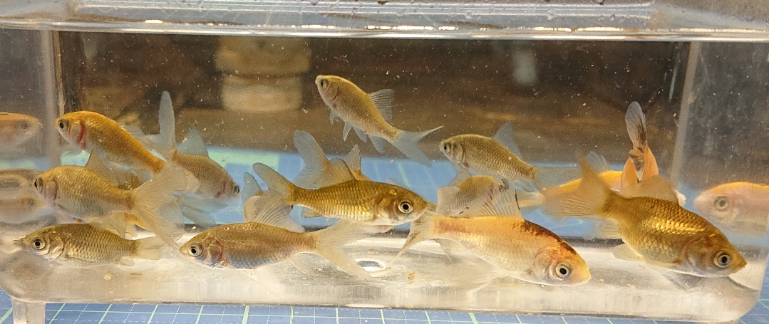 規格外金魚MIX 15匹 ¥1500(税込¥1650)