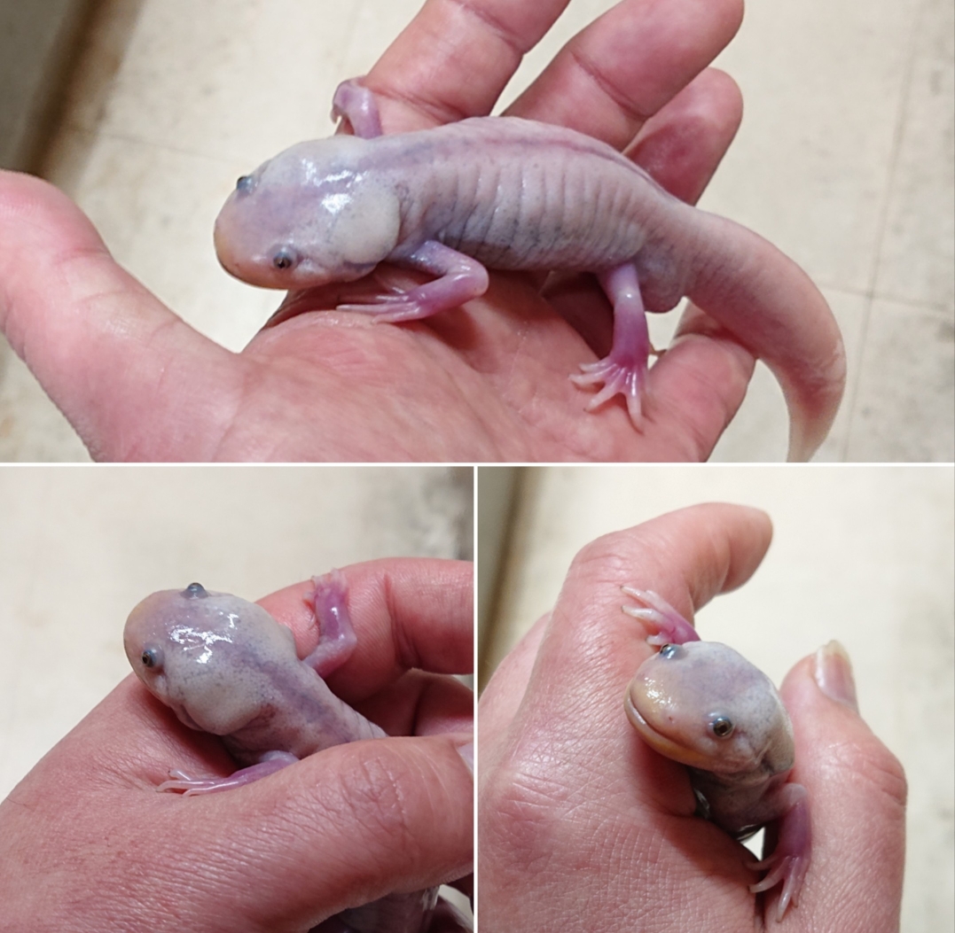 ウーパールーパー成体 (陸化、上陸、変態) の飼育 - 【淡水魚販売