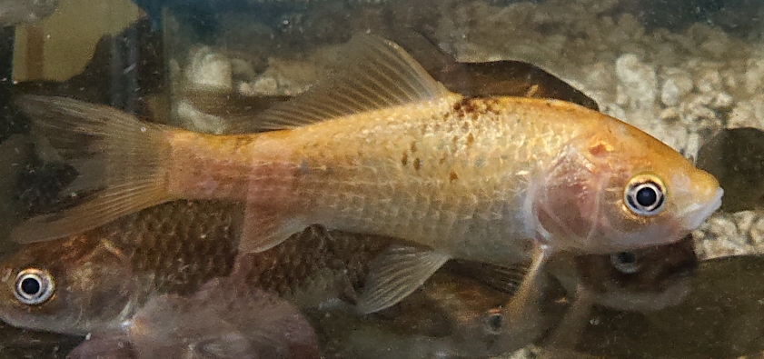 淡水魚販売 日本淡水魚 川魚 東北淡水魚 淡水魚販売 東北淡水魚のホームページ