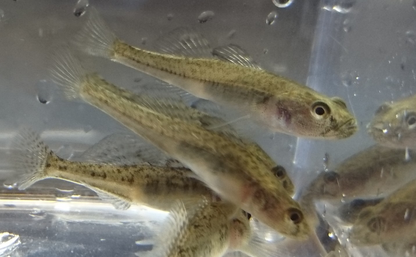 淡水魚 日本淡水魚 川魚 等 淡水魚販売 東北淡水魚のホームページ 淡水魚 日本淡水魚 川魚 等 淡水魚販売 東北淡水魚のホームページ
