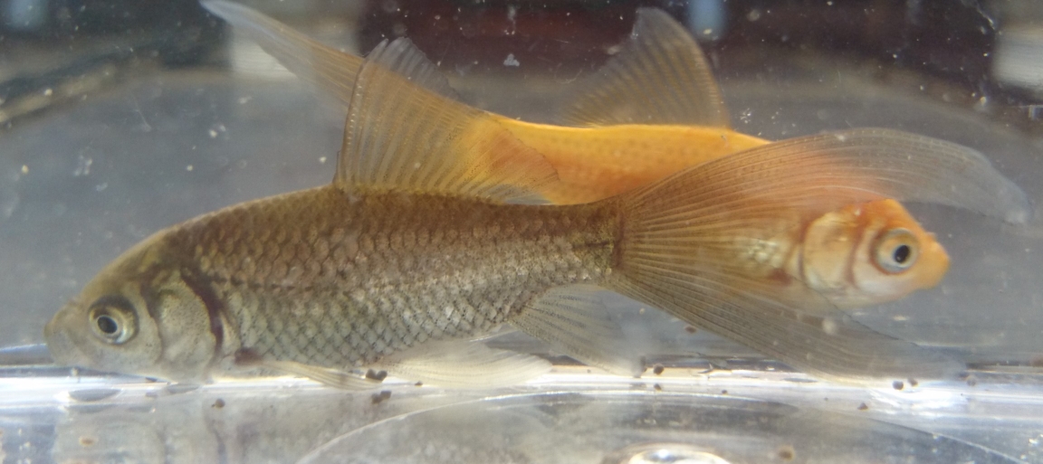 淡水魚 日本淡水魚 川魚 等 淡水魚販売 東北淡水魚のホームページ