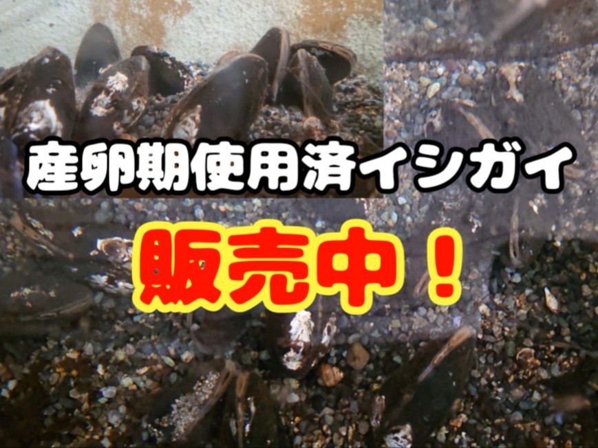 淡水魚1号〜12号　終刊号　淡水魚保護総合事業報告　14冊 淡水魚(日本淡水魚、川魚)等 - 【淡水魚販売】東北淡水魚の