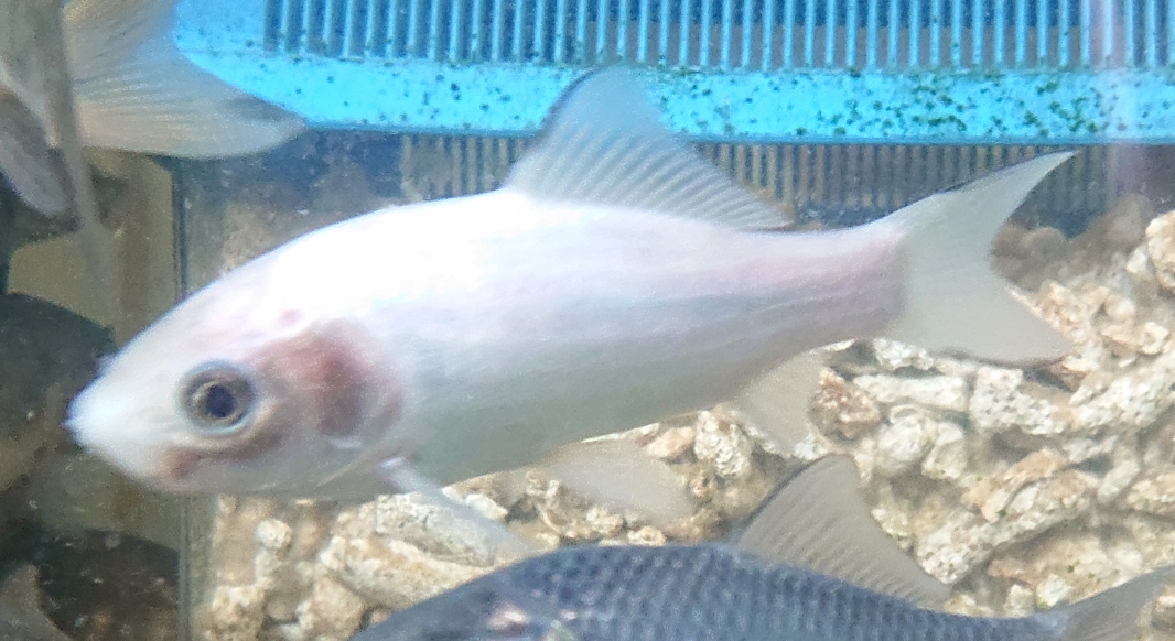 淡水魚販売 日本淡水魚 川魚 東北淡水魚 淡水魚販売 東北淡水魚のホームページ