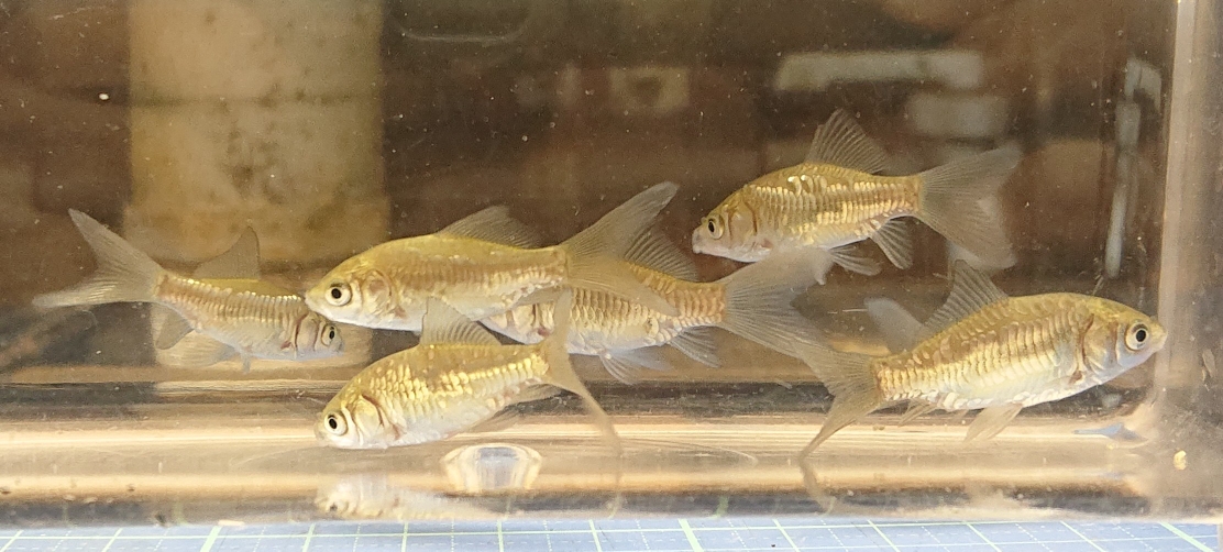 鏡鱗テツギョ型(鏡鱗金魚×テツギョ) 1匹 ¥3800(税込¥4180)