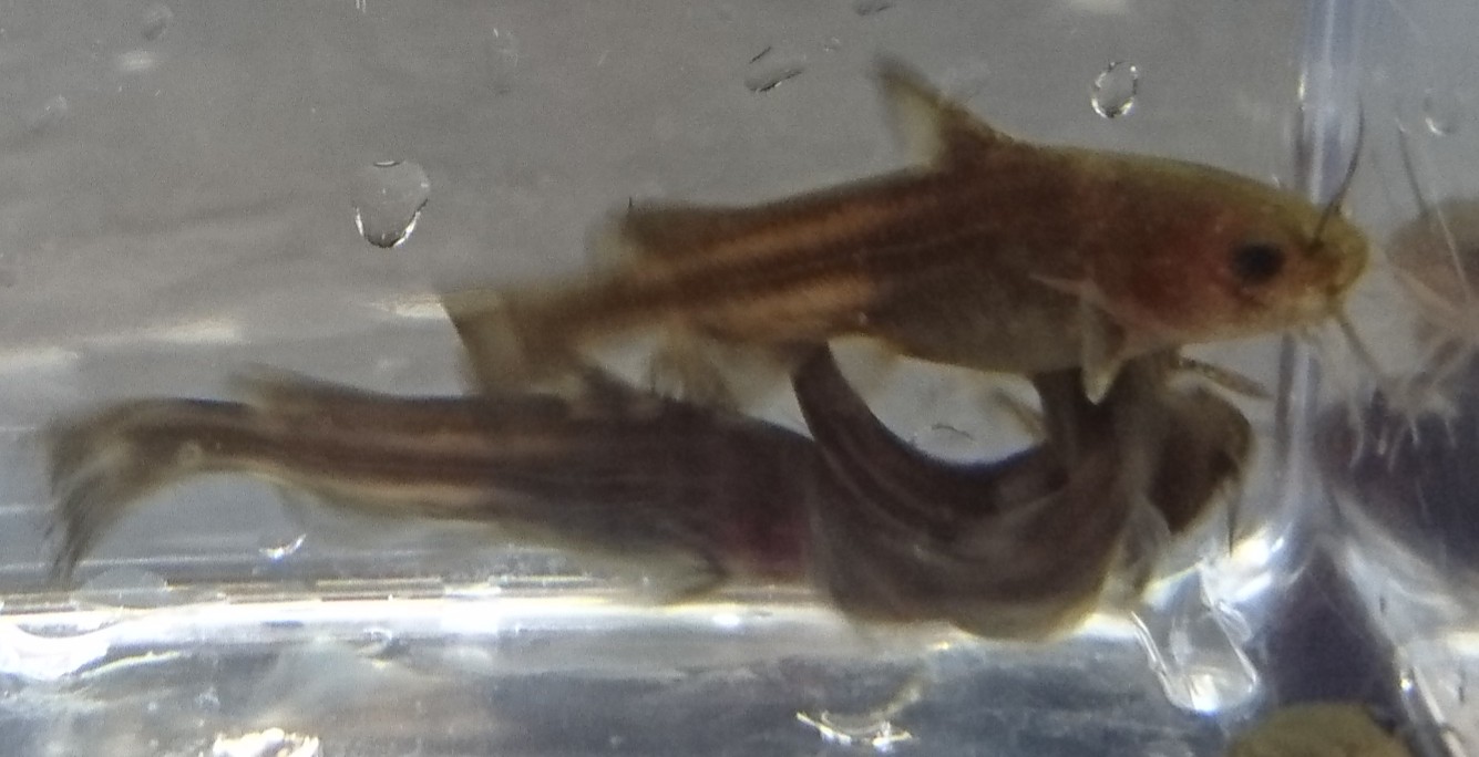 淡水魚 日本淡水魚 川魚 等 淡水魚販売 東北淡水魚のホームページ 淡水魚 日本淡水魚 川魚 等 淡水魚販売 東北淡水魚のホームページ