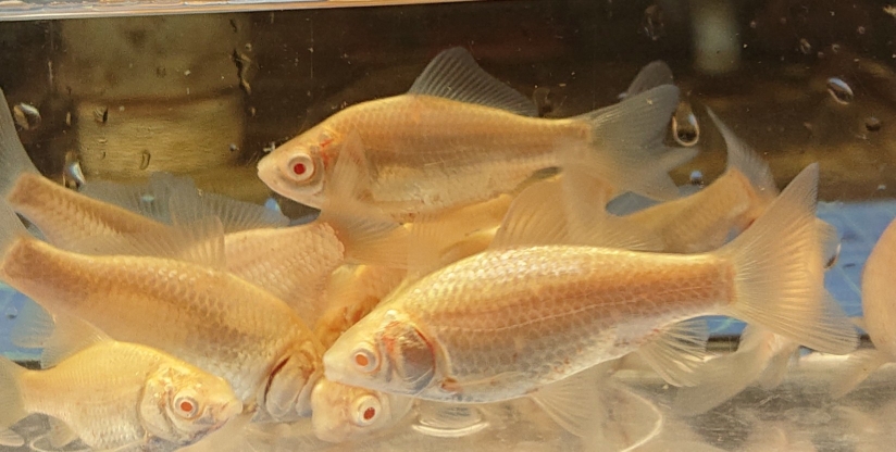 淡水魚販売 日本淡水魚 川魚 東北淡水魚 淡水魚販売 東北淡水魚のホームページ