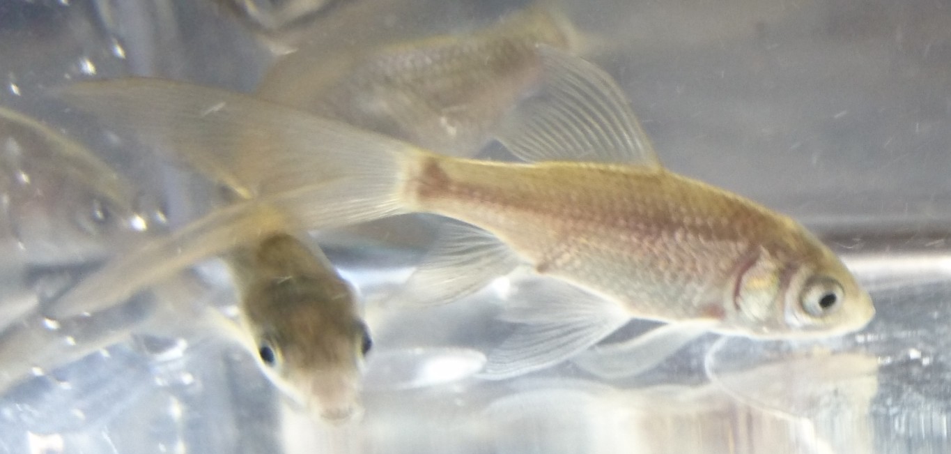 淡水魚 日本淡水魚 川魚 等 淡水魚販売 東北淡水魚のホームページ