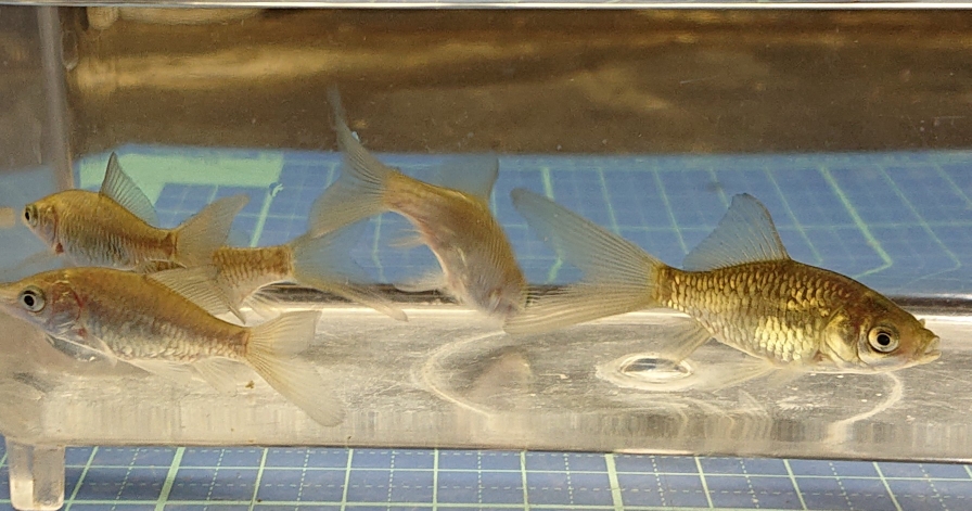 鏡鱗系乱鱗テツギョ型(鏡鱗金魚×テツギョ) 3匹 ¥4500(税込¥4950)