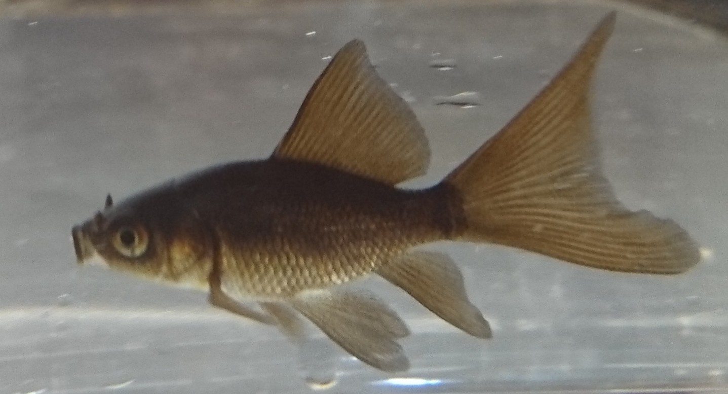 淡水魚 日本淡水魚 川魚 等 淡水魚販売 東北淡水魚のホームページ 淡水魚 日本淡水魚 川魚 等 淡水魚販売 東北淡水魚のホームページ