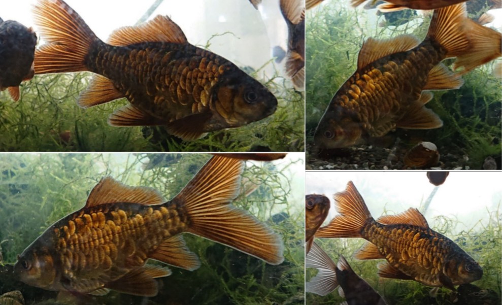 画像個体の現物販売 - 【淡水魚販売】東北淡水魚のホームページ