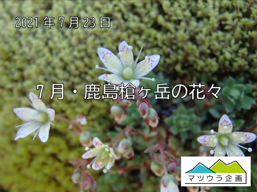 7月・鹿島槍ヶ岳の花々