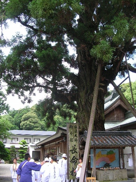 第2番　極楽寺　の長命杉