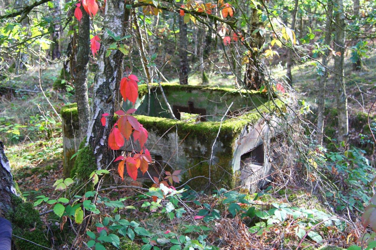 Bunkerreste im Wald von Dahrendorf, c BUND