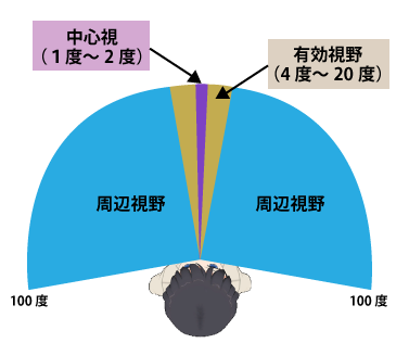 周辺視野は加齢とともに低下する 人と車の安全な移動をデザインするシンク出版株式会社