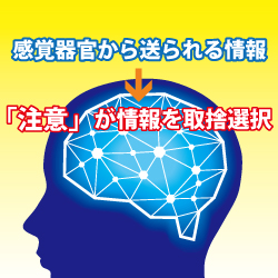 注意,島崎 敢,安全辞典,感覚器官,注意の概念説明図