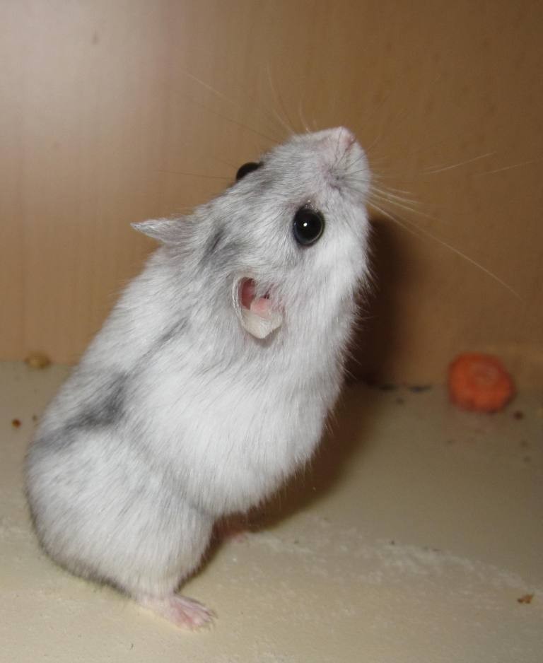 Welche Farbe ist gemeint? - Image