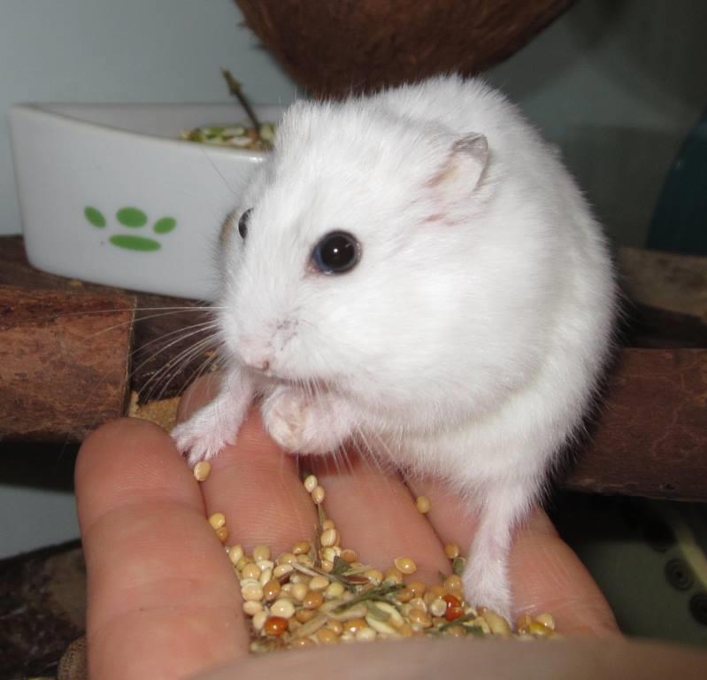 Steckbrief Dsungarischer Zwerghamster - Image