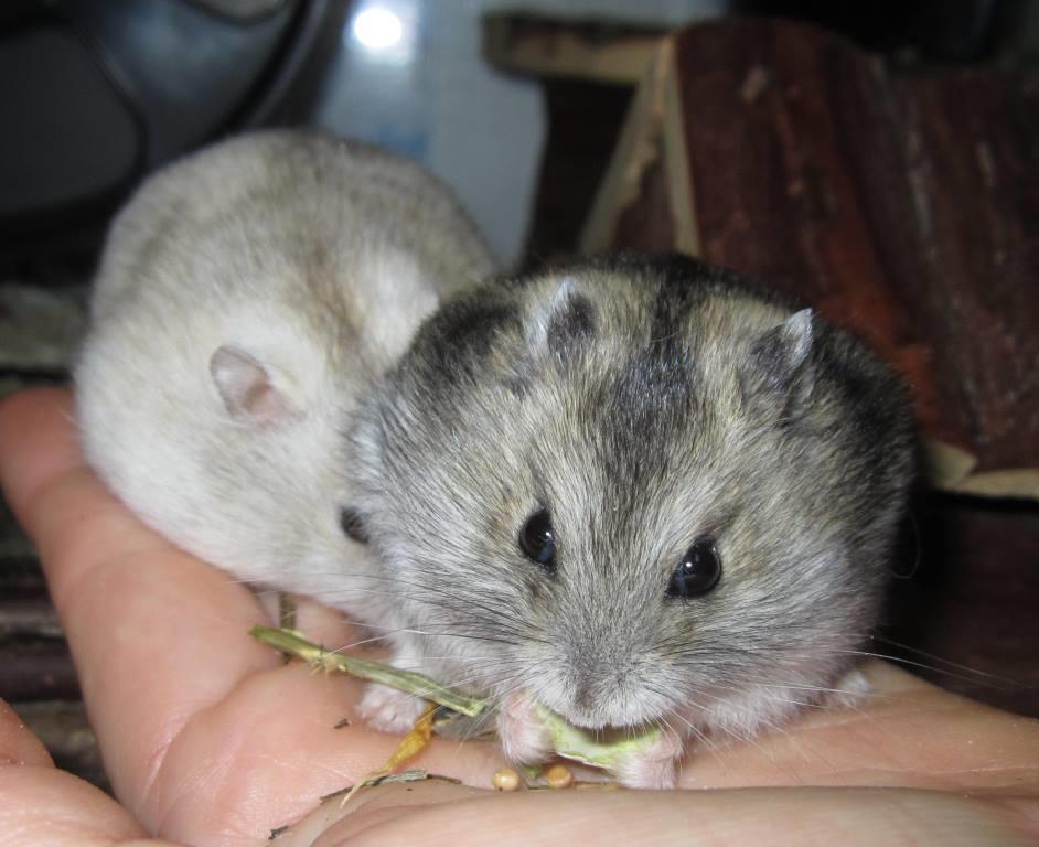 Steckbrief Dsungarischer Zwerghamster - Image