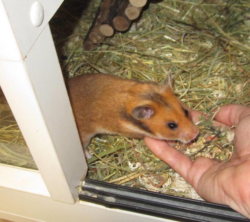 Steckbrief Dsungarischer Zwerghamster - Image