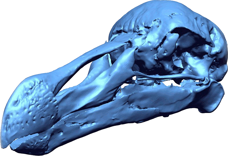 Scan 3D d'un crâne préhistorique
