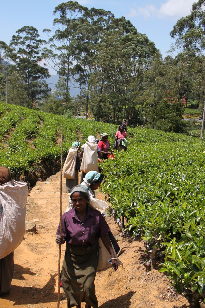 Plantation de thé à NUWARA ELIYA