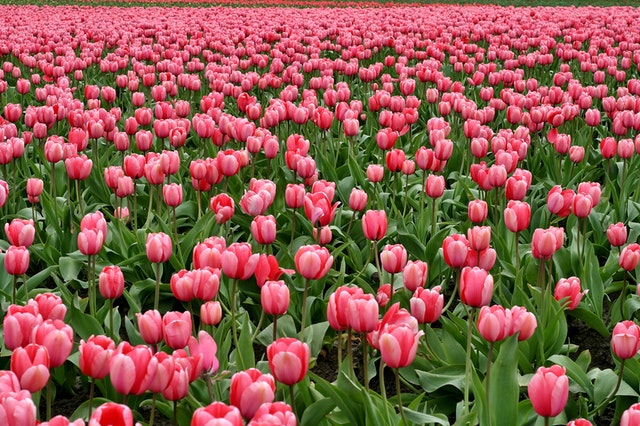 Difficile de croire que la première crise financière de l'Histoire a été causée par des tulipes !