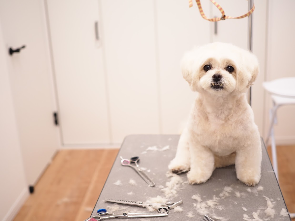 Dog salon Atelier Kir