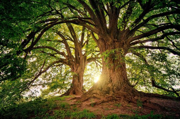 Malen und Erleben in der Natur