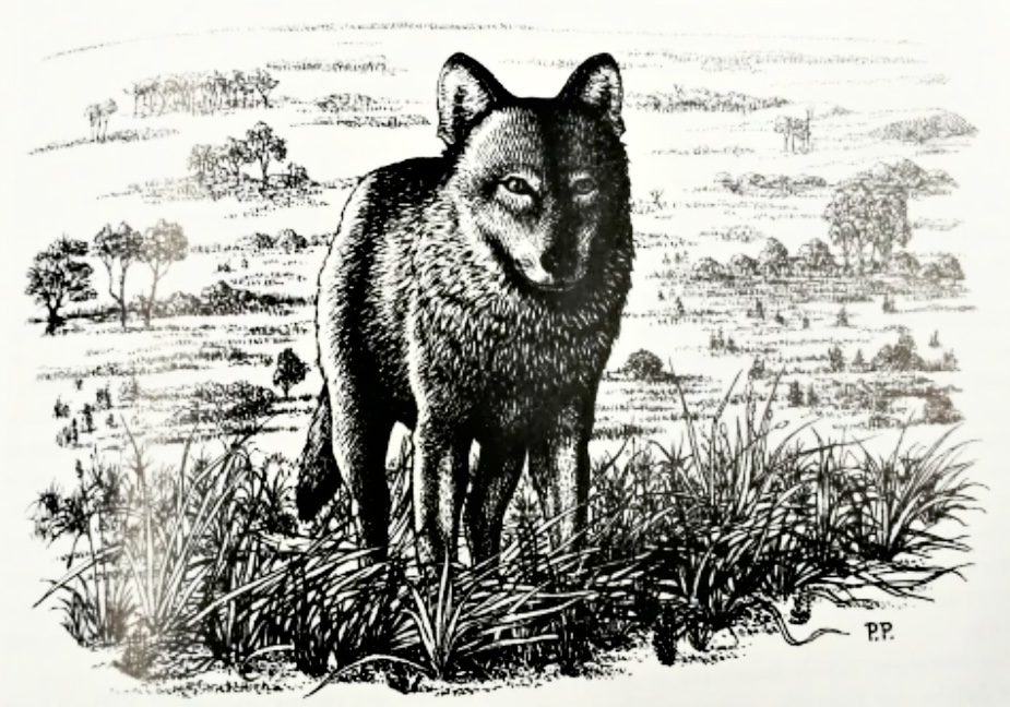 Un loup avait été tué à Saint-Magne en 1815./Illustration Illustration, Journal et choses de la Grande Lande, Félix Arnaudin