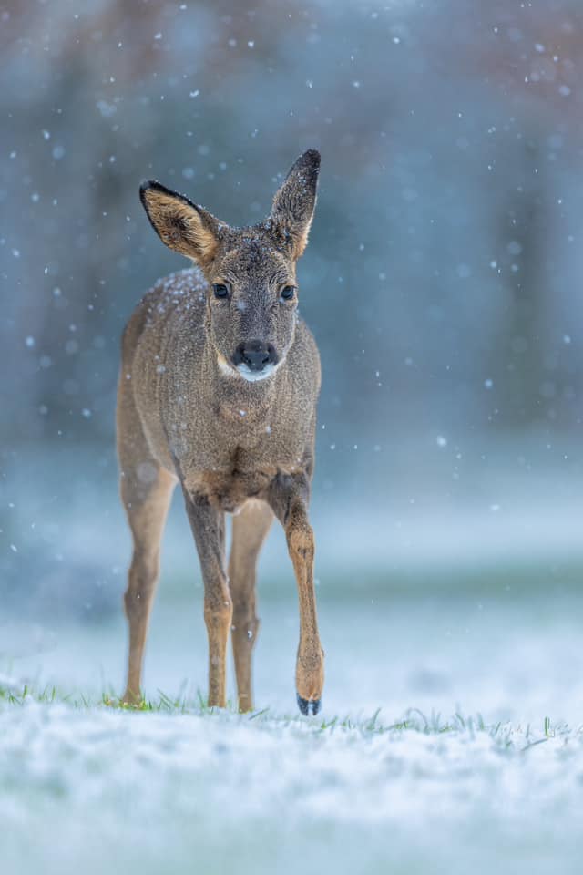 Sublime rencontre avec ce chevreuil sur un tapis de neige./Crédit photo Florian Lalièvre. 