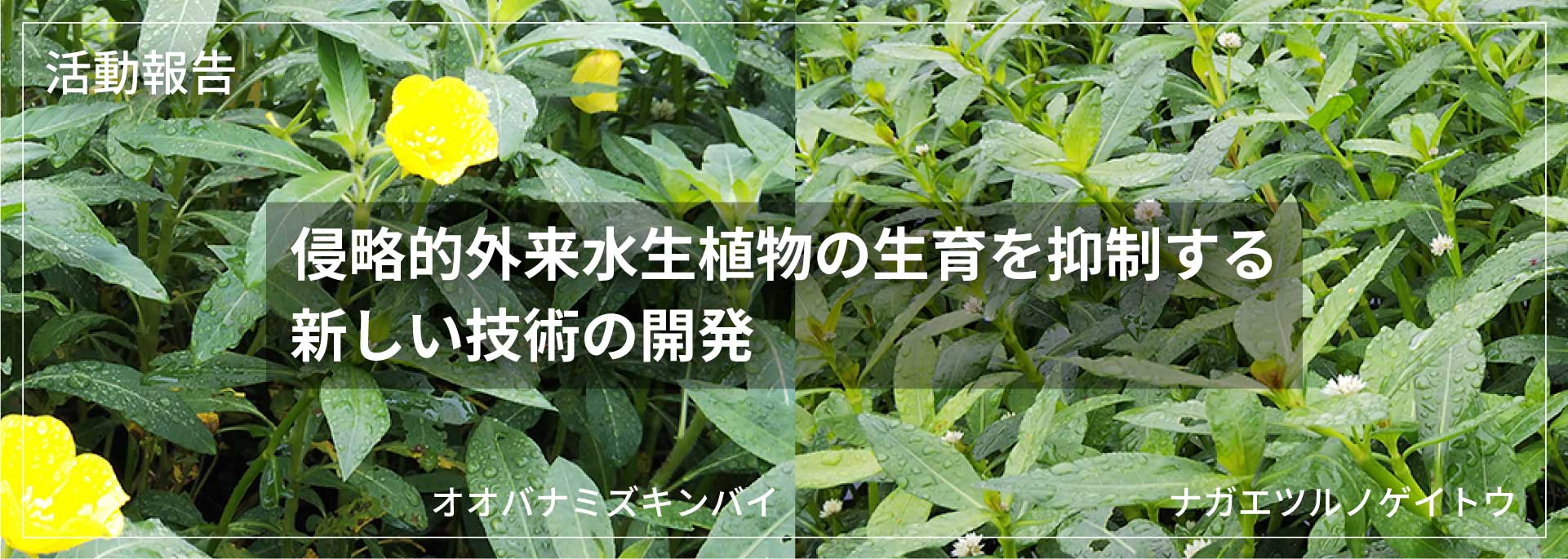 活動報告 - 侵略的外来水生植物の生育を抑制する新しい技術の開発