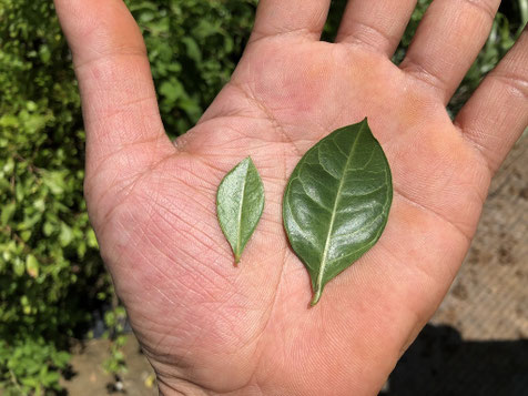 美らヘナ® 沖縄ヘナ ユーチュ－ブ