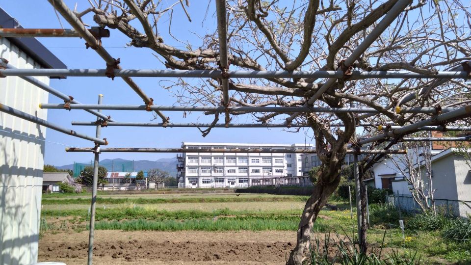 栢山圃場